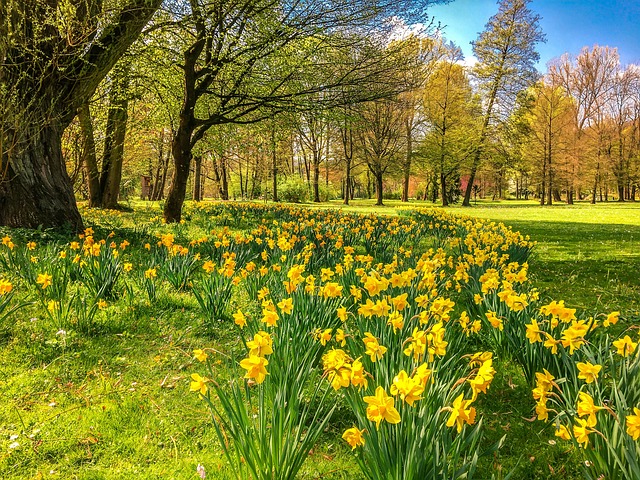 daffodils poem by robert herrick